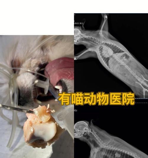 《迷失岛》游戏中狗狗不吃骨头怎么办（解决方案一键get）