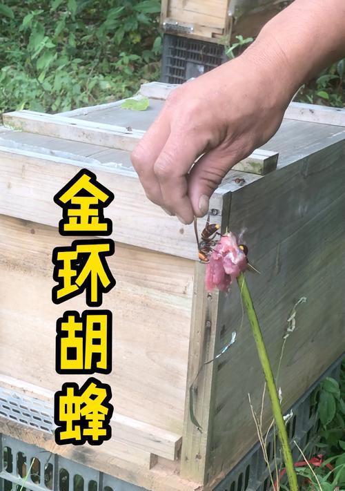 《以苍蓝誓约》胡蜂技能属性立绘全解析（胡蜂的属性、技能特点和立绘介绍）