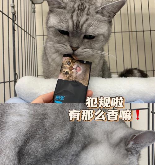 《以猫咪别追我》新手玩法全解析（掌握技巧轻松上手）