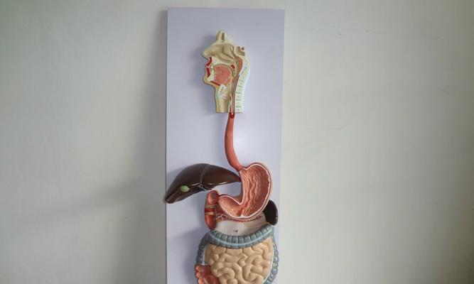 《以人体工厂心脏通关技巧》（如何在游戏中成功通过心脏关卡）