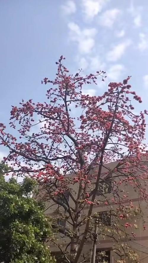 饥饿荒野中的芒果树（探寻芒果树的生命力与收获次数之谜）
