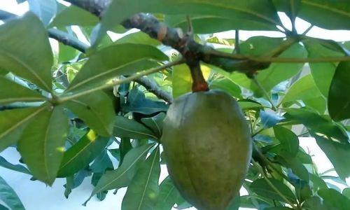 饥饿荒野中的芒果树（探寻芒果树的生命力与收获次数之谜）
