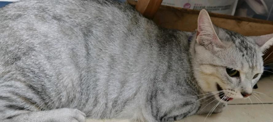 玩转我的世界猫狗兽,掌握召唤指令(从入门到精通)