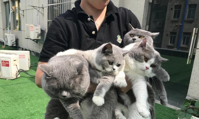 《开心猫舍旅行照片获取指南》（探索S各地S照片）