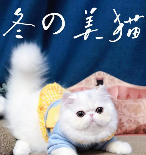 《开心猫舍旅行照片获取指南》（探索S各地S照片）
