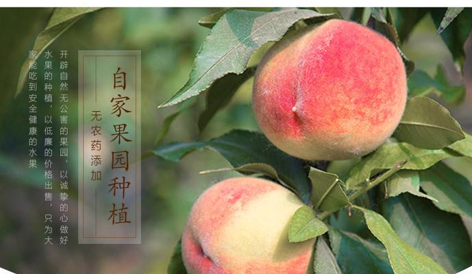 梦幻西游3D（教你如何轻松提升摘桃子效率）