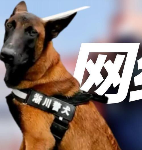 如何为网红警犬取一个好听的名字？好听的名字对警犬有何影响？