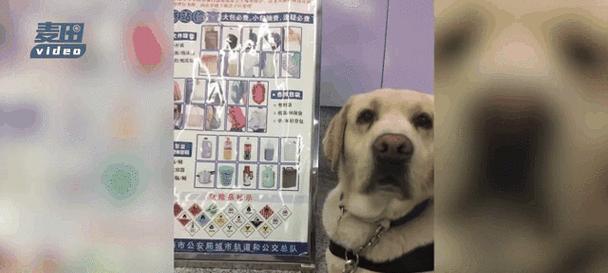 如何为网红警犬取一个好听的名字？好听的名字对警犬有何影响？