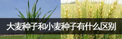 原神绿宝获取方法是什么？如何快速获得绿宝？