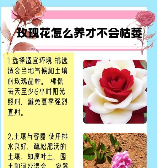 我的世界中玫瑰如何种植？种植技巧是什么？