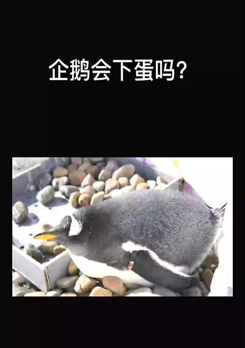 迷你世界怎么生小企鹅？小企鹅的孵化条件是什么？