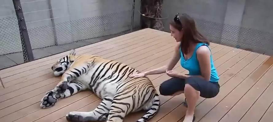 狮子测试通过方法是什么？需要哪些准备？