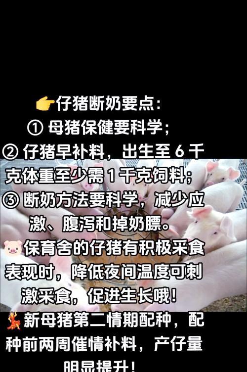 彩虹猪捕捉和培养方法是什么？