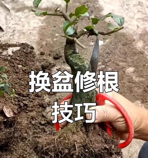 魔兽世界中深林根须如何采集？采集深林根须需要哪些条件？
