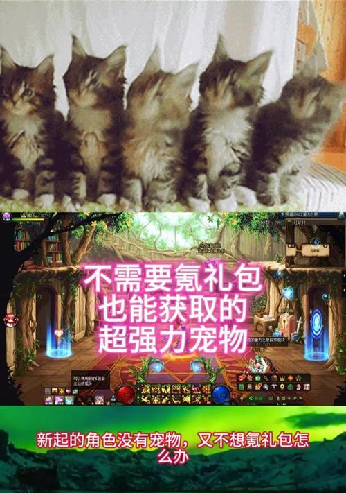 在地下城中宠物显示不出来的解决方法是什么？