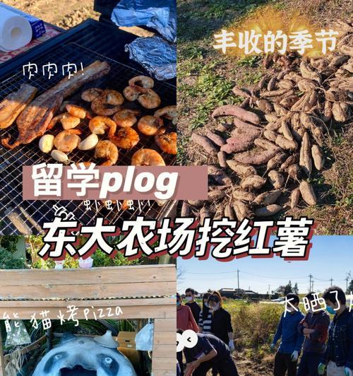 彩虹岛丰收农场为何消失？如何恢复？