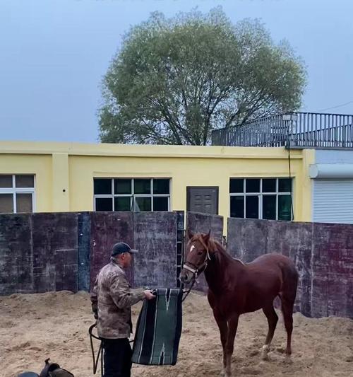 驯服马的步骤是什么？驯服马有什么技巧吗？