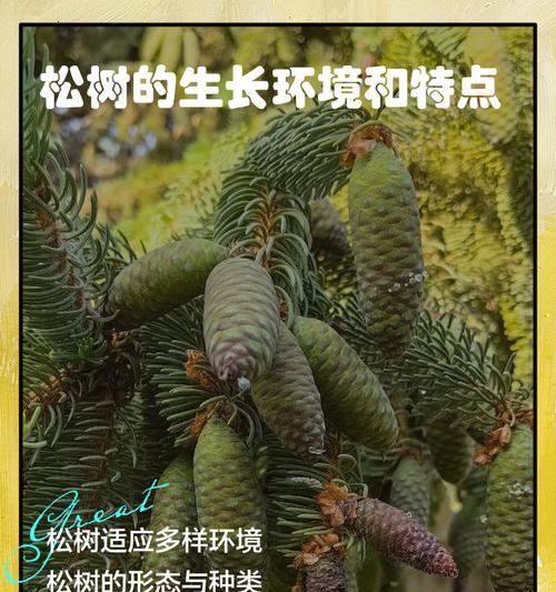 部落冲突松树生长停滞的原因？如何解决？