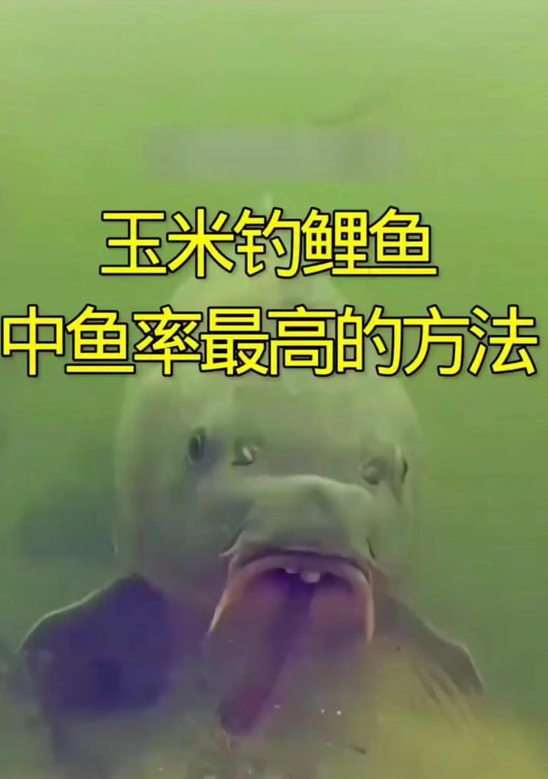彩虹岛钓鲤鱼技巧有哪些？