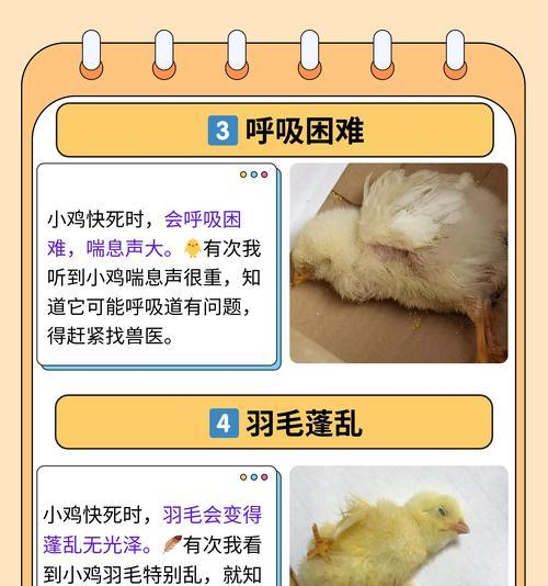 小鸡攻击控制方法是什么？