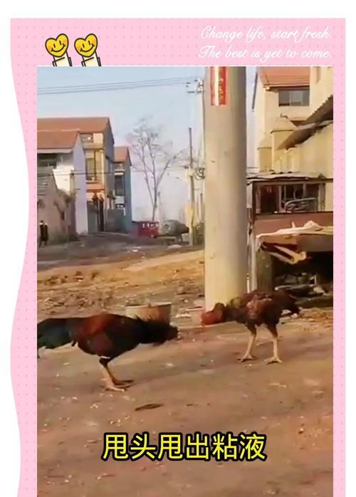 小鸡攻击控制方法是什么？