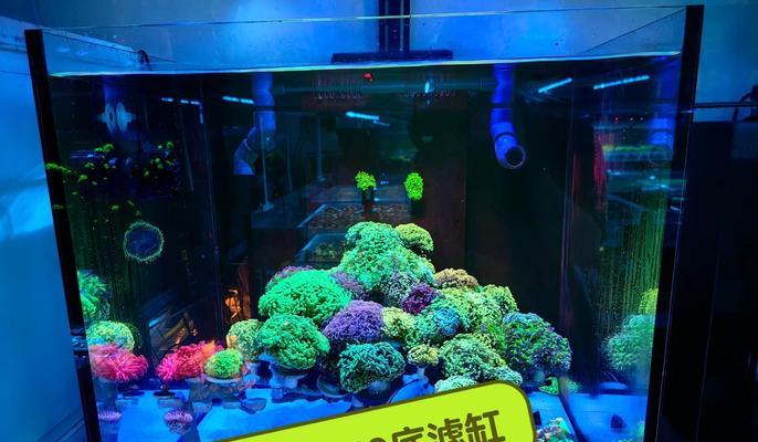 我的世界珊瑚如何正确放置？