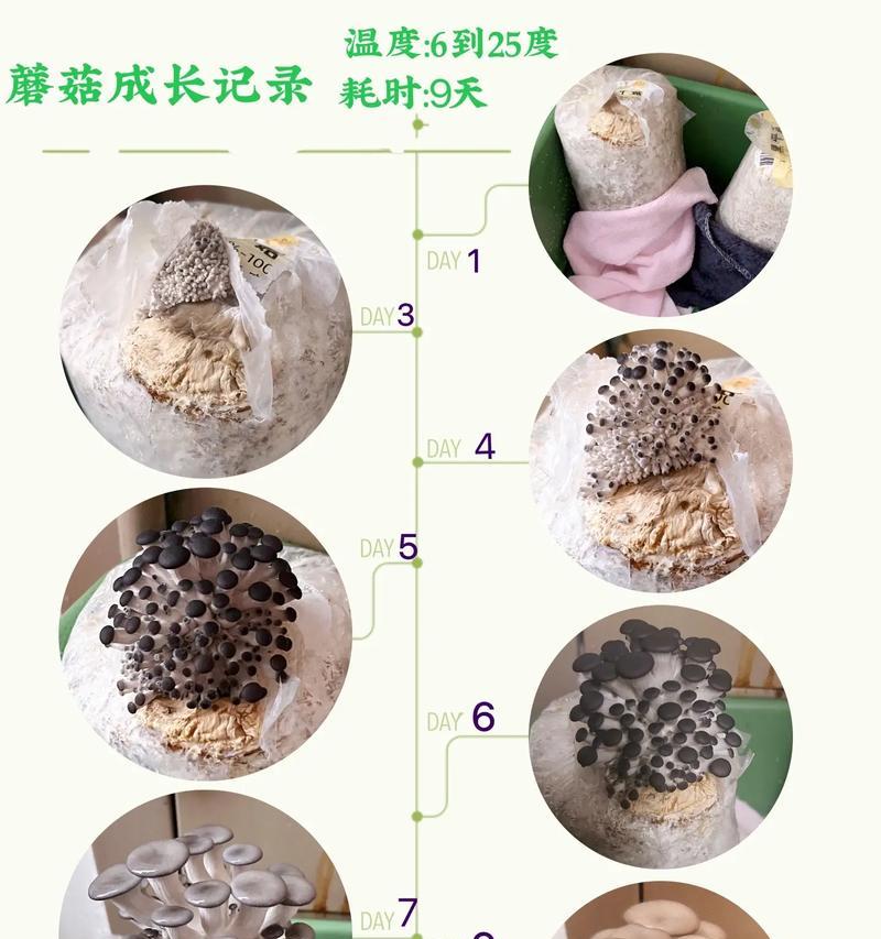 我的世界种蘑菇的正确方法是什么？