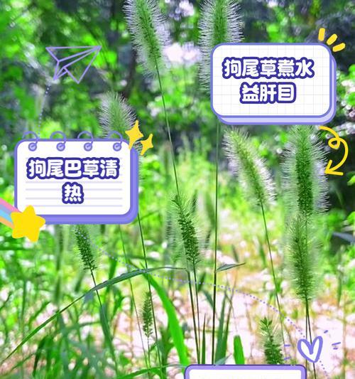 去除野草的有效方法是什么？