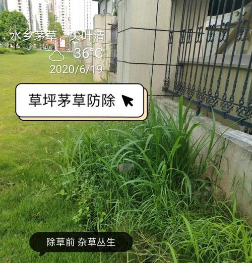 去除野草的有效方法是什么？