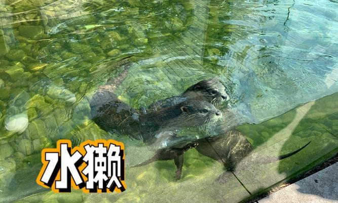 我的世界中水獭如何训练？有哪些训练方法？