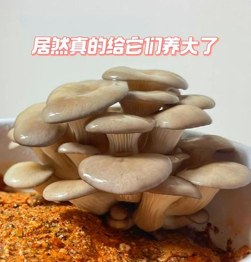 我的世界大蘑菇怎么种？大蘑菇的种植方法和用途是什么？