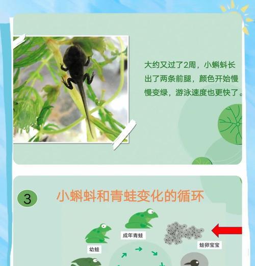 我的世界蝌蚪怎么生存？如何在水中快速成长？
