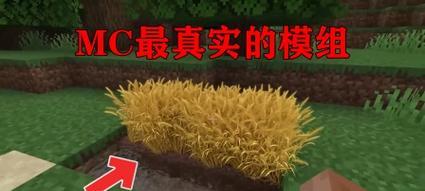 我的世界中如何采集小麦？小麦采集的正确步骤是什么？