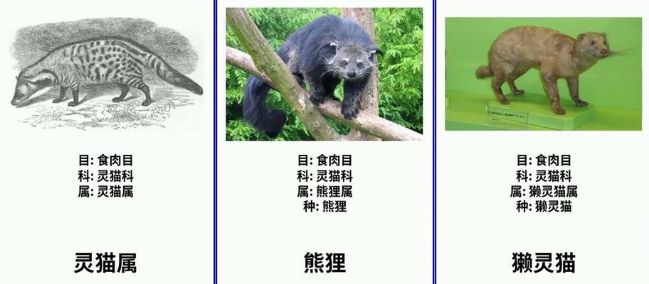 以灵猫传猫咪品种（从游戏中认识15种不同的猫咪品种）
