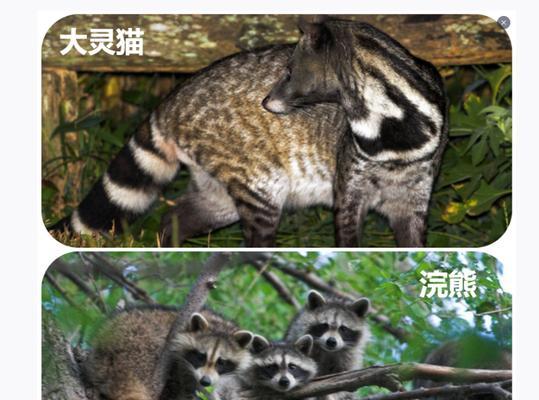 以灵猫传猫咪品种（从游戏中认识15种不同的猫咪品种）