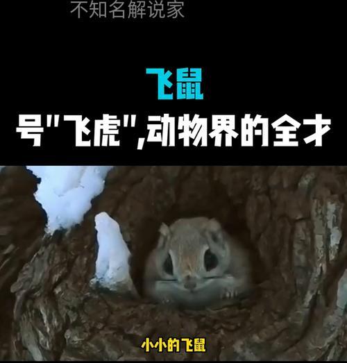 我的世界中飞鼠在哪里可以找到？如何获取飞鼠？