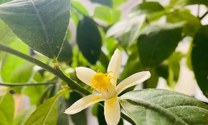 探寻山海柠檬树的神秘分布（一场令人沉迷的寻宝冒险）