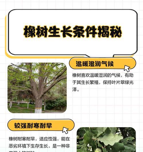 我的世界深色橡木生长条件是什么？如何促进其生长？