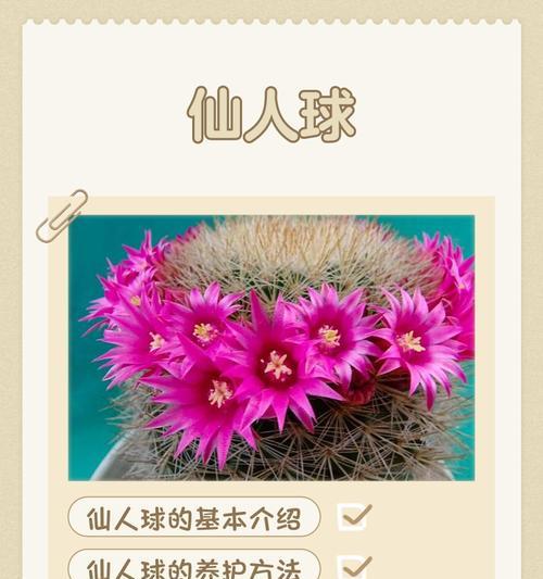 寻仙园仙人球种植步骤是什么？