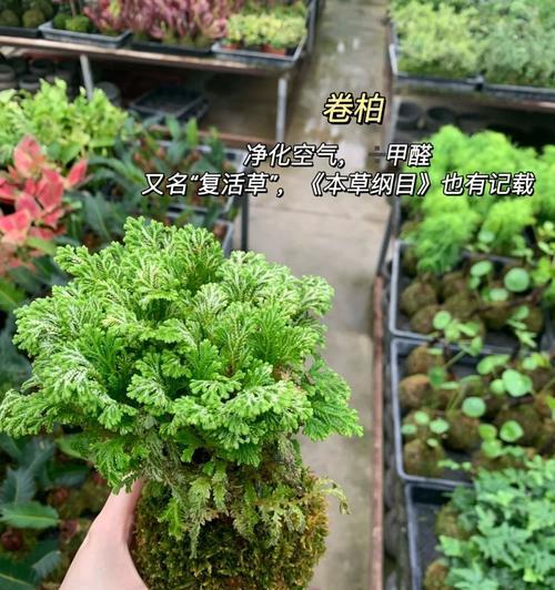 穿越火线绿植胶囊种植方法是什么？