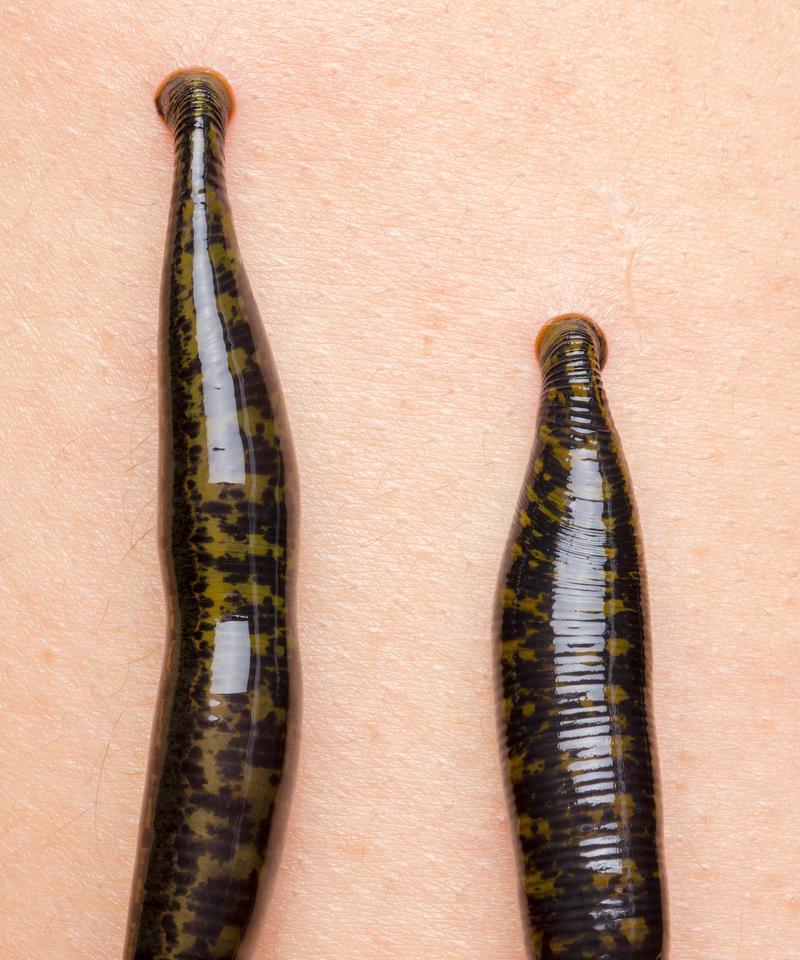 生化危机寄生水蛭的来源是什么？如何防止被寄生？