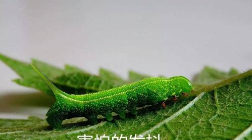 以虫虫保卫战为主题的游戏,让你和美少女一起克服恐惧(用游戏战胜虫子恐惧) 以虫虫保卫战为主题的游戏,让你和美少女一起克服恐惧(用游戏战胜虫子恐惧)