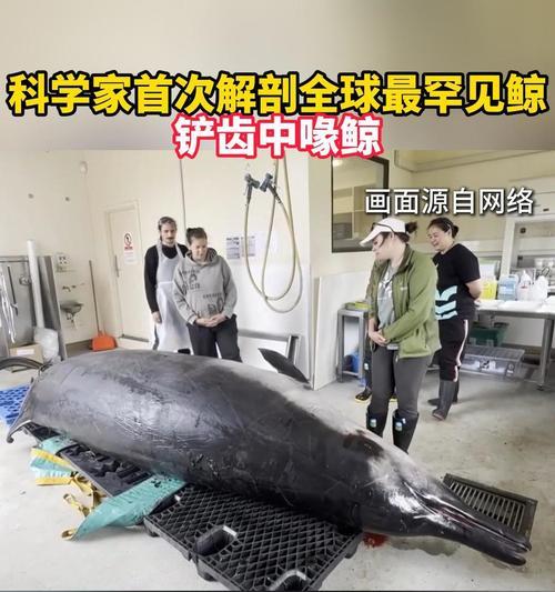 揭秘海洋打孔巨匠的奥秘（以游戏为主）