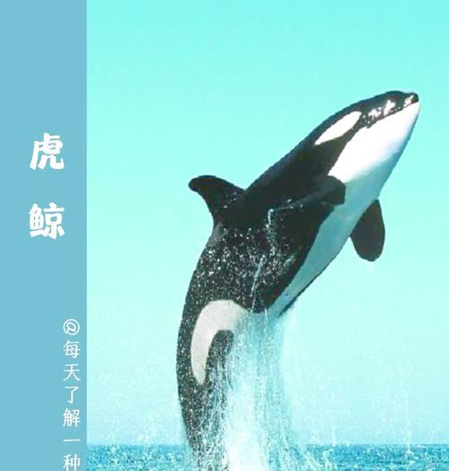 揭秘海洋打孔巨匠的奥秘（以游戏为主）